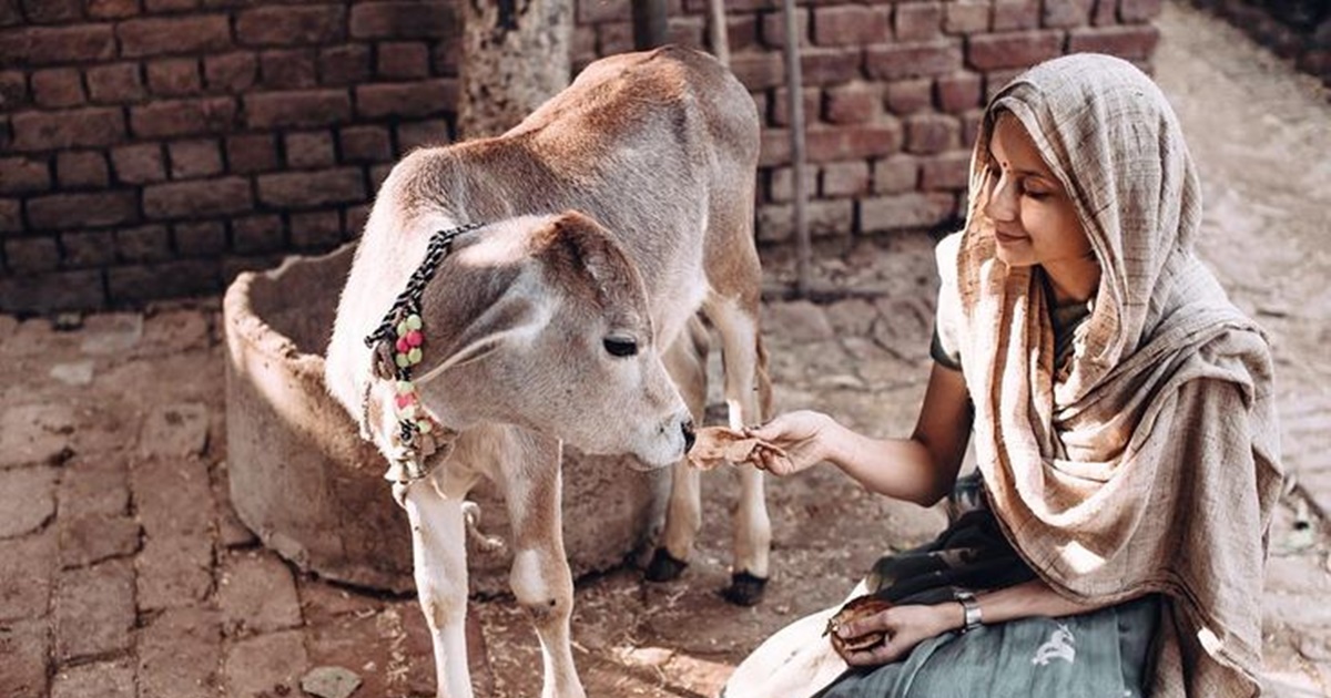 Worshipping Cows And Their Sacred Bond Before The Deepawali Festivities: Vasu Baras 2024