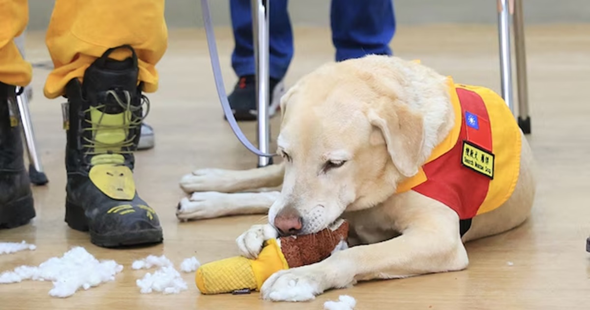 Fired Labrador Emerges as Hero in Taiwan Earthquake Rescue Efforts