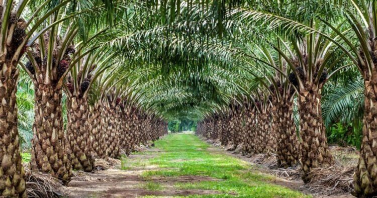 Arunachal authorities encourage farmers to reap economic benefits from oil palm cultivation