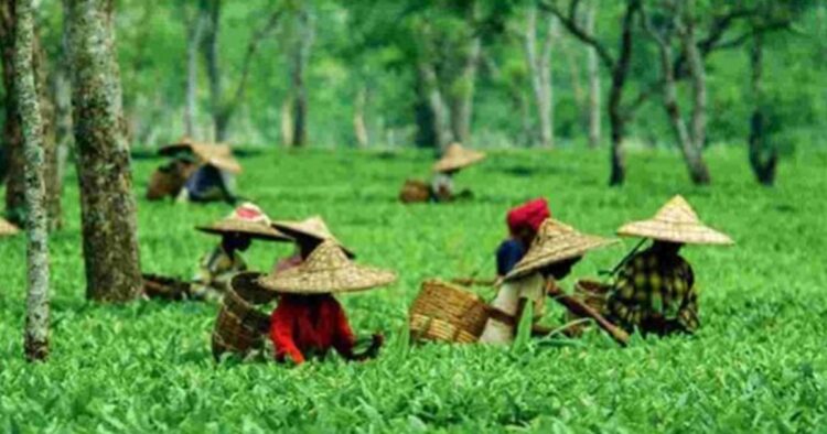 Assam tea brews remarkable figure, worth Rs 2,300 cr sold at Guwahati auction centre
