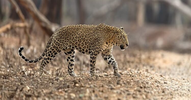 Leopard Attack in Guwahati Injures Two Forest Officers and Local Youth