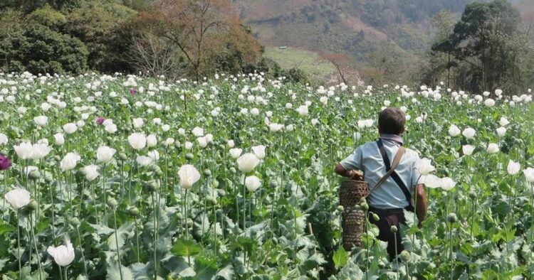 Myanmar Surpasses Afghanistan as World's Leading Opium Producer