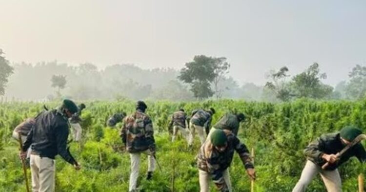 Tripura: Team of security personnel attacked for destroying 60,000 cannabis plants, 5 hurt