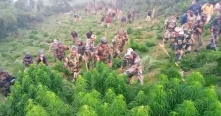 Tripura’s War on Drugs: Over 63,000 cannabis plants burnt in Mohanpur operation