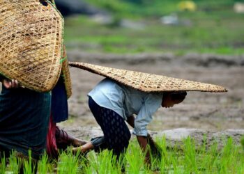 Arunachal Pradesh emerging as key player in Asia-Pacific region, shift from jhum to settled agriculture