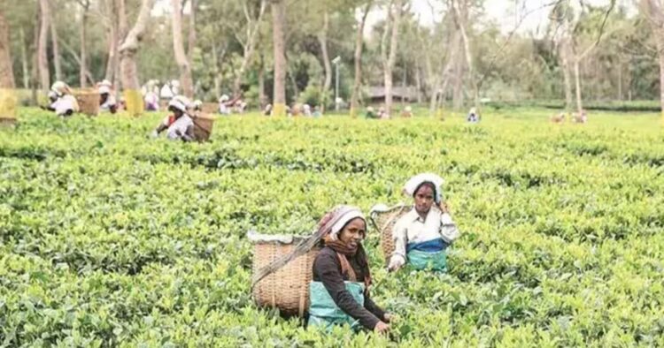 Assam Tea Industry Appeals for Export Boost in Interim Budget 2024