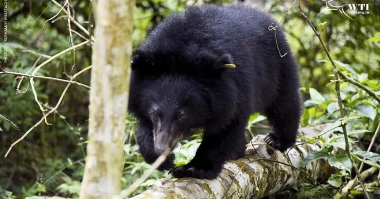 Arunachal: Survey commences to assess Asiatic Black Bear population in Pakke Tiger Reserve