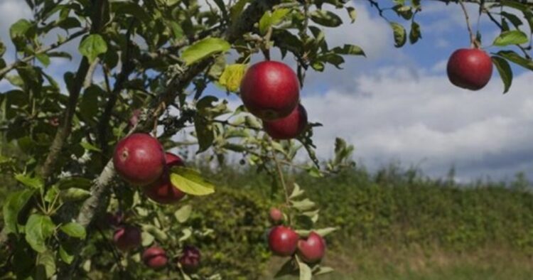 Mizoram: CSIR to introduce high-revenue, low-chilling fruit crops after successful apple cultivation