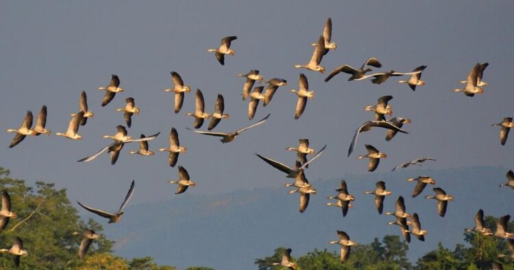 Kaziranga becomes Bharat’s 2nd top birding destination with 84,839 winged friends