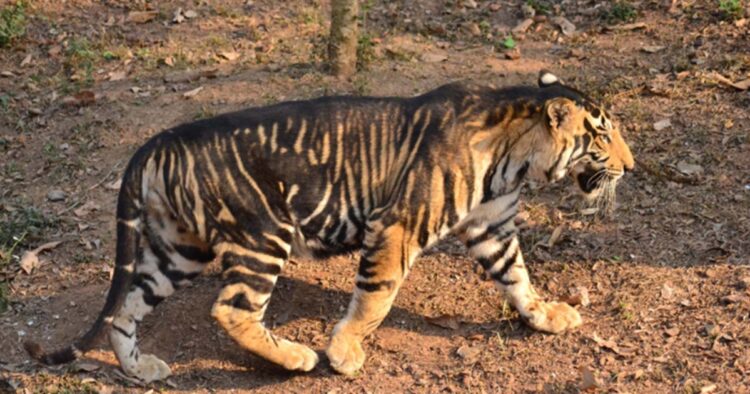 Odisha to Open "Black Tiger" Safari: Tigers Can Change Stripes