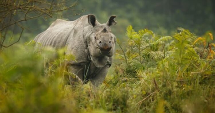 Assam Govt’s anti-encroachment drive facilitates return of two Rhinos to Wildlife Sanctuary after 40 yrs