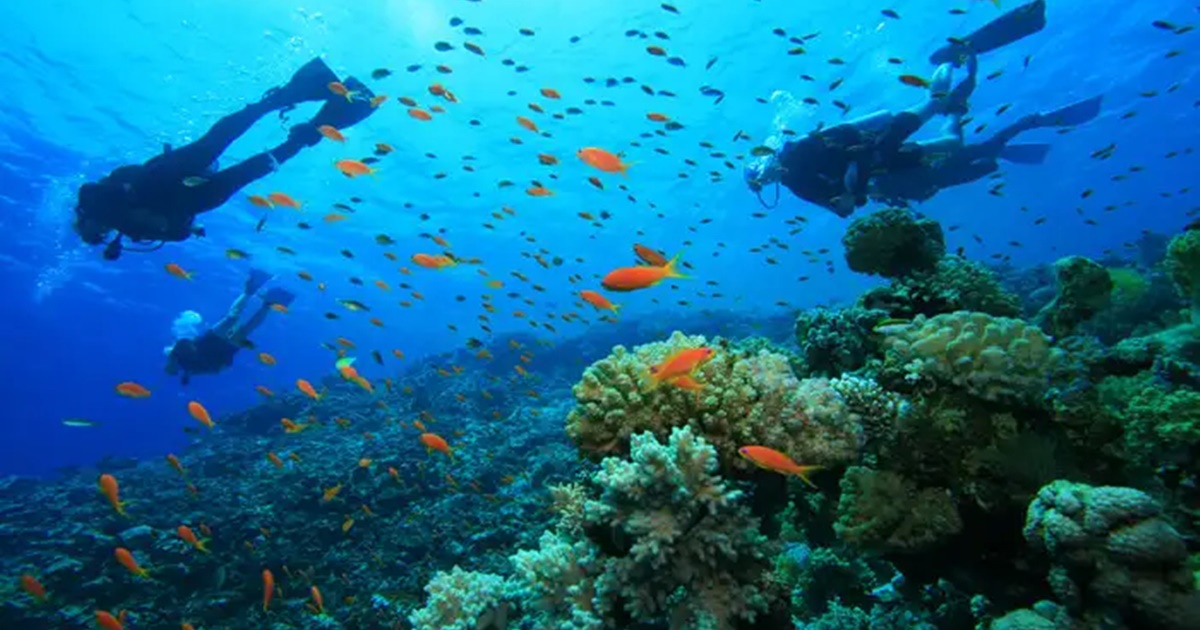 Scuba Diving Paradise