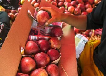 US Lawmaker and Apple Growers Celebrate Record-Breaking Export of Apples to Bharat