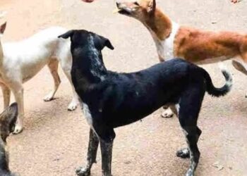 2-Year-Old Fatally Mauled by Stray Dogs Outside Delhi Home