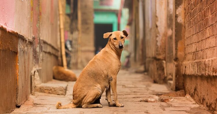 Telangana Stray Dog: Over 20 Shot Dead Sparks Police Investigation