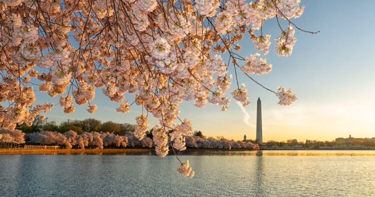 Cherry Blossom Spectacle: DC's Early Peak Bloom Delights Visitors, Park Service Announces