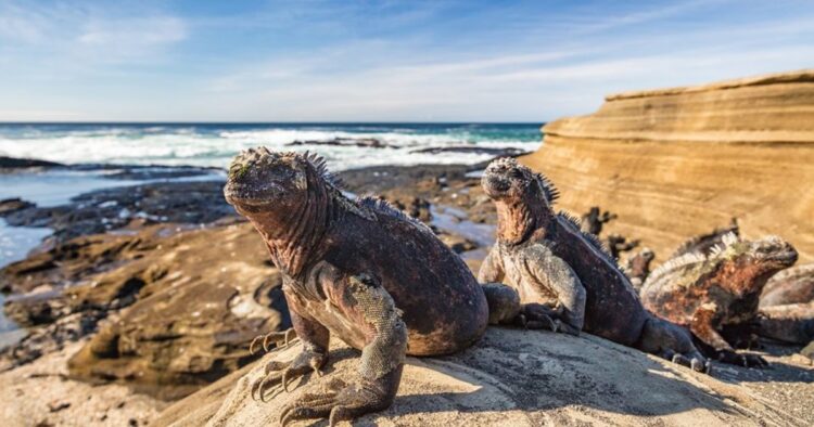 Galapagos Islands to Double Tourist Entry Fees Due to Surge in Visitors