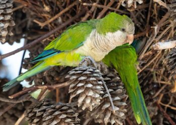 Deadly 'Parrot Fever' Outbreak Claims Five Lives in Europe