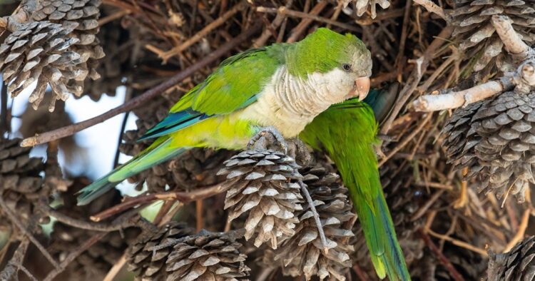 Deadly 'Parrot Fever' Outbreak Claims Five Lives in Europe