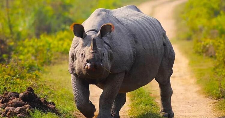 Tourist from Russia Injured in Rhino Encounter at Kaziranga National Park, Assam: Authorities