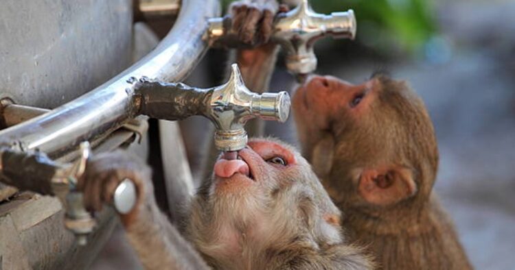 Bengaluru's Water Crisis: Thirsty Monkeys Invade Residential Complexes, BBMP Offers Solutions