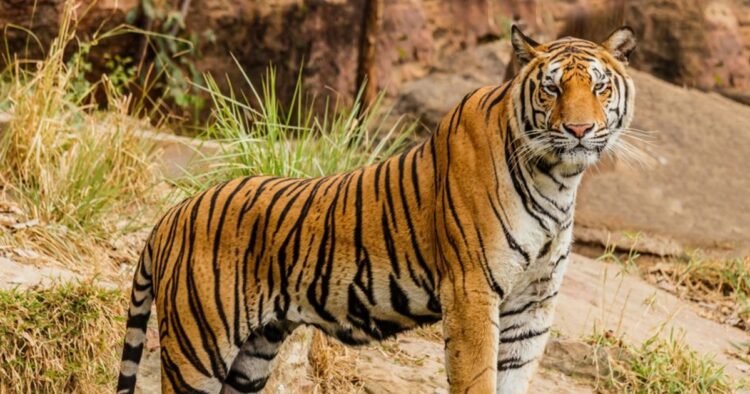 Supreme Court Imposes Ban on Tiger Safari in Core Zones of Jim Corbett National Park, Uttarakhand