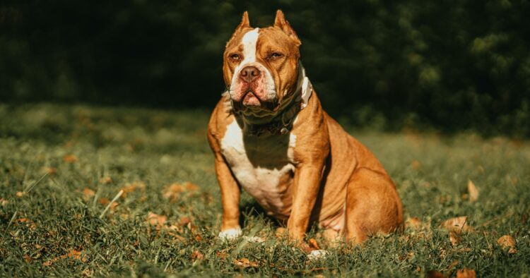 Child Hospitalized After XL Bully Dog Attack: Latest Incident Raises Concerns in UK