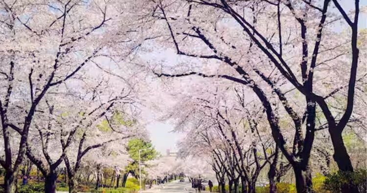 he highest average national temperature for April is 14.9 degrees Celsius (58.8 degrees Fahrenheit) in 2024’, said the Korea Meteorological Administration.