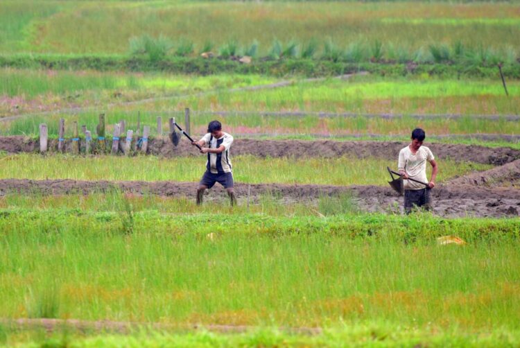 West Khasi Hills, May 16 : Farmers ploughing a paddy field with traditional farming instruments, in West Khasi Hills on Wednesday.