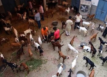 Jains in Old Delhi Disguise as Muslims to Rescue 124 Goats from Eid Sacrifice