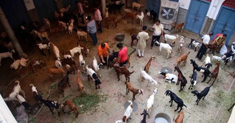 Jains in Old Delhi Disguise as Muslims to Rescue 124 Goats from Eid Sacrifice