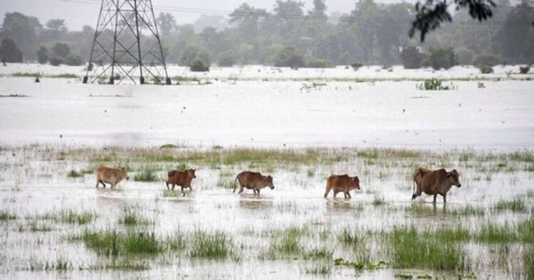 In the Assam floods, at least 92 animals have been killed, either due to drowning or during treatment as on Saturday. According to official data, a total of 95 animals have been rescued in the Kaziranga National Park, Bokakhat.