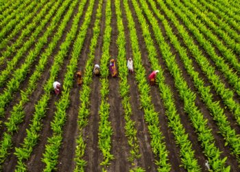 Giving a big relief to the farmers of the state, the Haryana government has issued a bonus of two thousand rupees per acre to them.
