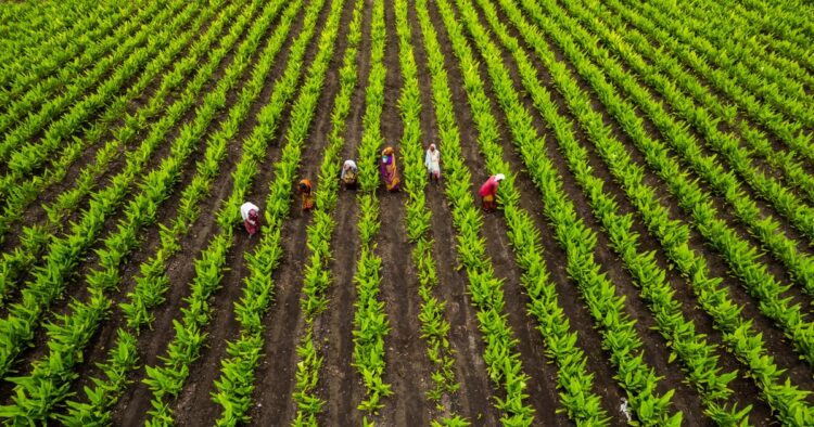 Giving a big relief to the farmers of the state, the Haryana government has issued a bonus of two thousand rupees per acre to them.