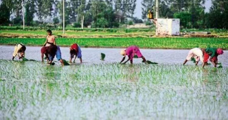 Can India's Kharif Crop Sowing Surge Signal a New Era of Agricultural Success?