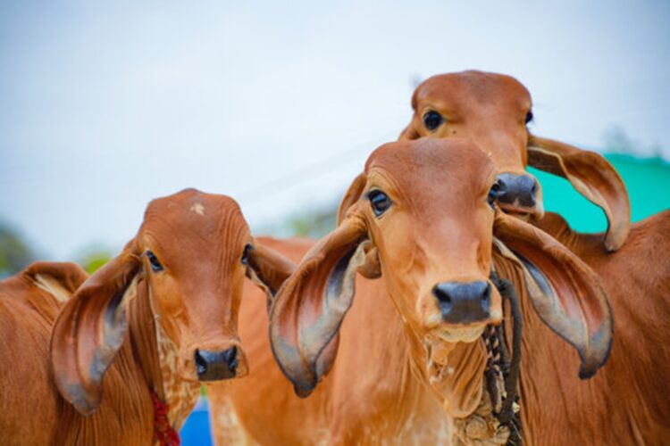 The Maharashtra government has taken a significant decision to give the cow the status of 'Rajya Mata-Gomata' in the cabinet meeting on Monday