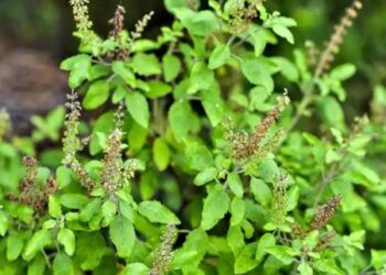 Devotees engage in a series of rituals to express their reverence for Tulsi Mata