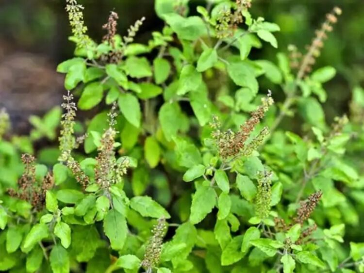 Devotees engage in a series of rituals to express their reverence for Tulsi Mata