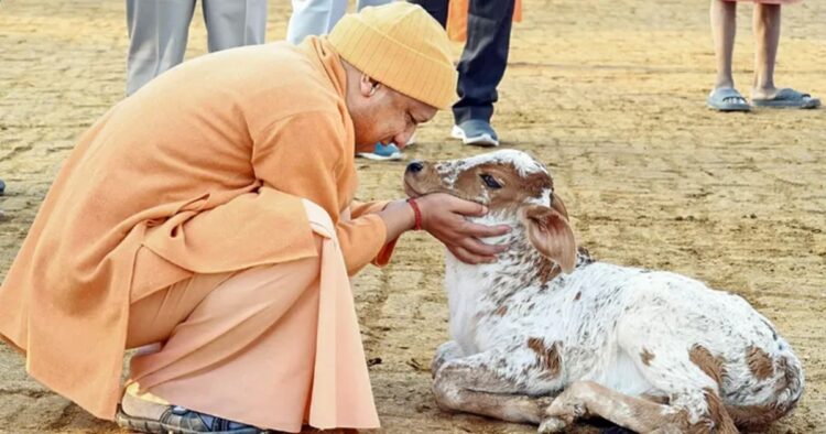 Uttar Pradesh government has announced a comprehensive initiative to shelter and safeguard 12,35,700 cows