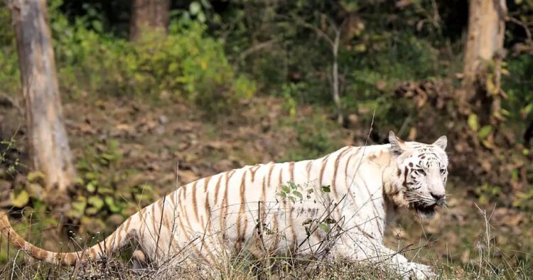 Madhya Pradesh is taking important steps towards wildlife tourism