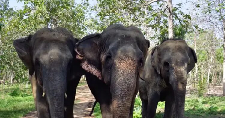 Prime Minister Narendra Modi inaugurated the Vantara Wildlife Rescue and Conservation Centre